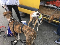 Sauv. du 04.03.2022 de 5 galgos Salamanca