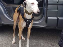 Sauv. du 04.03.2022 de 5 galgos Salamanca