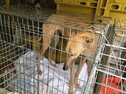 Sauv. du 04.03.2022 de 5 galgos Salamanca