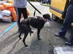 Sauv. du 04.03.2022 de 5 galgos Salamanca