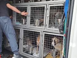 Sauv. 10 loulous Salamanca le 09.03.2023