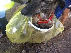 Animal's Pride le 05.11.2017 à Bordeaux