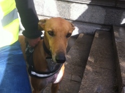 Animal's Pride le 05.11.2017 à Bordeaux