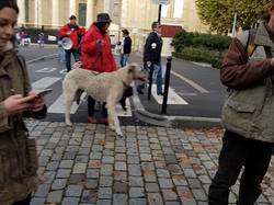 Animal's Pride le 05.11.2017 à Bordeaux