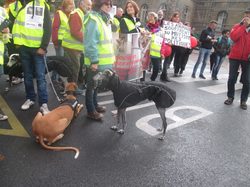Animal's Pride le 05.11.2017 à Bordeaux