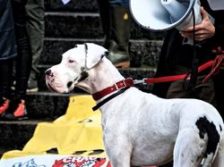 Animal's Pride le 05.11.2017 à Bordeaux