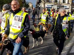 Animal's Pride le 05.11.2017 à Bordeaux