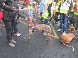 Animal's Pride le 05.11.2017 à Bordeaux