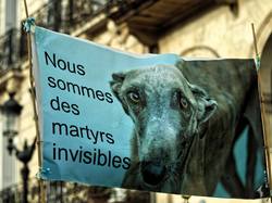 Animal's Pride le 05.11.2017 à Bordeaux