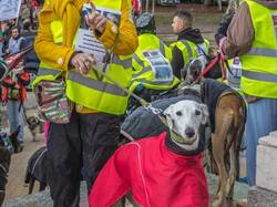 Animal's Pride le 05.11.2017 à Bordeaux