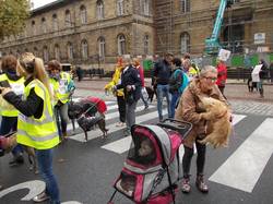 Animal's Pride le 05.11.2017 à Bordeaux