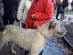 Animal's Pride le 05.11.2017 à Bordeaux