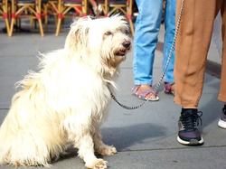 Animal's Pride le 30.09.2018 à Bordeaux