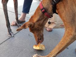 Animal's Pride le 30.09.2018 à Bordeaux