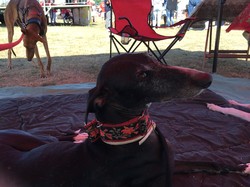 Forum des Associations à Lanton le 02.09.2018