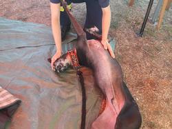 Forum des Associations à Lanton le 02.09.2018