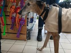 Jardiland Artigues les 26 & 27.11.2022