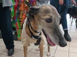 Jardiland Artigues les 26 & 27.11.2022