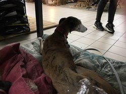 Jardiland Artigues les 26 & 27.11.2022