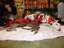 Journée d'adoption du 29/11/2014