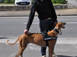 Journée des adoptants du 19.06.2016