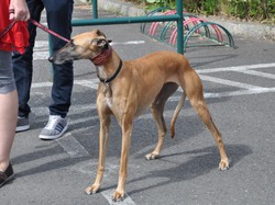 Journée des adoptants du 19.06.2016