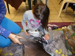 Journée des animaux à Lafitte sur Lot     le 22.05.2016