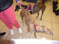 Journée des animaux à Lafitte sur Lot     le 22.05.2016