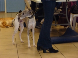 Journée des animaux à Lafitte sur Lot le 22.05.2016