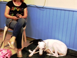 Journée Lafitte sur Lot le 21.05.2017