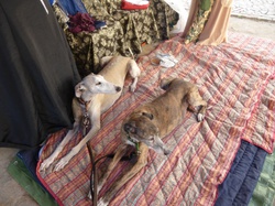 Journée médiévale à St Macaire le 27.08.2016