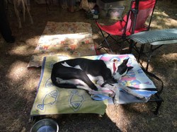 La Fête du Chien à Arès le 07.08.2022.