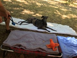 La Fête du Chien à Arès le 07.08.2022.