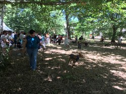 La Fête du Chien à Arès le 07.08.2022.