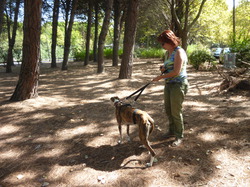 La Grande Motte : 3 adoptions le 09.09.2016