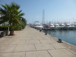 La Grande Motte : 3 adoptions le 09.09.2016