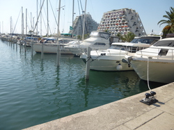 La Grande Motte : 3 adoptions le 09.09.2016