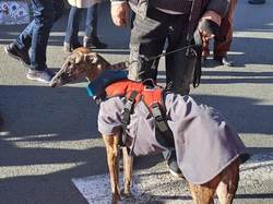 Marché de Noël le 17.12.2023 à Biganos