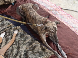 Médiévales saint Macaire 22/08/2015