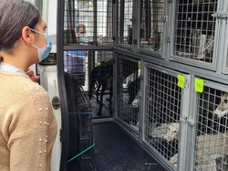 Sauv. le 06.08.2021 de 12 loulous de Salamanca