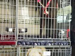 Sauv. le 07.01.2022 de 4 loulous Villarobledo