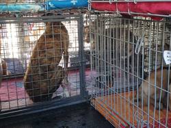 Sauv. le 07.01.2022 de 4 loulous Villarobledo