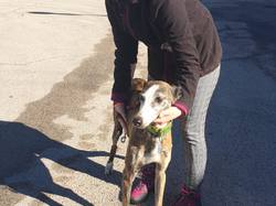 Sauv. le 07.01.2022 de 4 loulous Villarobledo