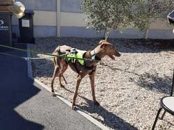 Sauv.  le 08.10.2021 de 11 galgos Salamanca