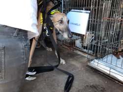 Sauv.  le 08.10.2021 de 11 galgos Salamanca