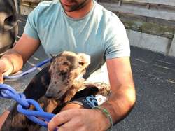 Sauv.  le 08.10.2021 de 11 galgos Salamanca