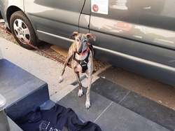 Sauv.  le 08.10.2021 de 11 galgos Salamanca