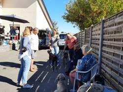 Sauv.  le 08.10.2021 de 11 galgos Salamanca