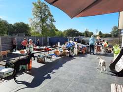 Sauv.  le 08.10.2021 de 11 galgos Salamanca