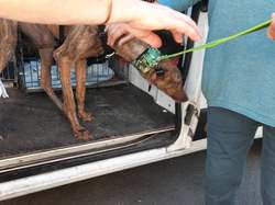 Sauv.  le 08.10.2021 de 11 galgos Salamanca